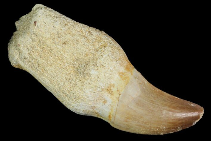 Rooted Mosasaur (Prognathodon) Tooth - Morocco #117045